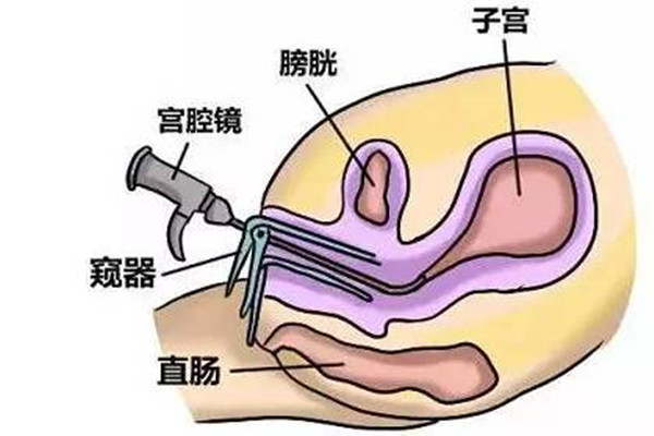 专业试管代怀成功经验分享+内分泌和免疫因